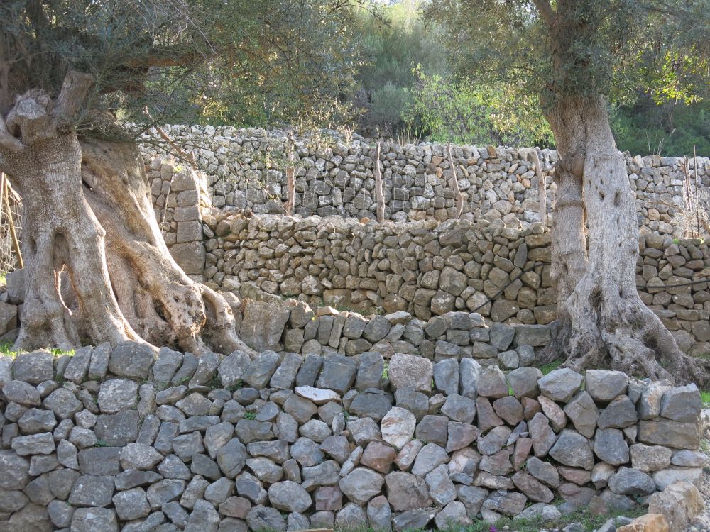Overalt er vi omgivet af oliventræer og stenmure