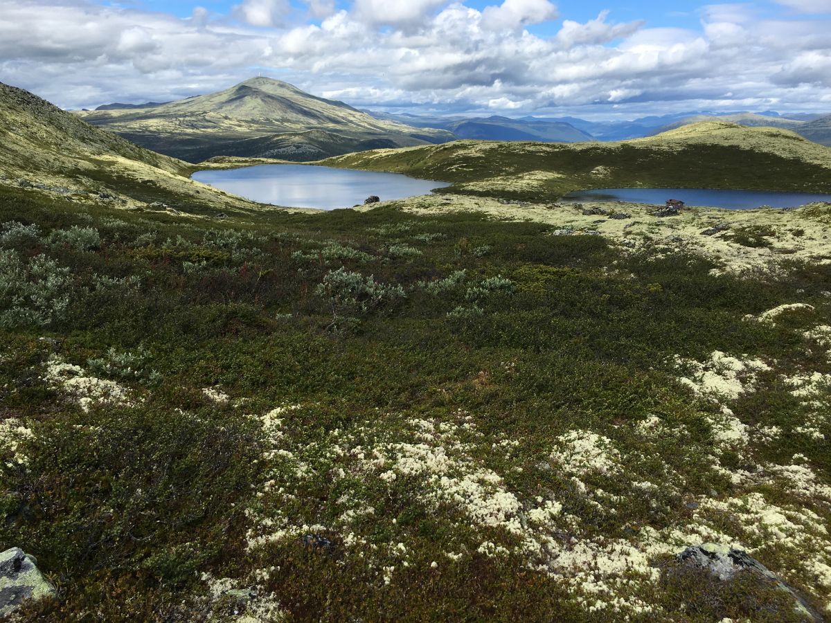 Midtre og Nordre Hårrtjønnin, med Blåhø i bakgrunnen